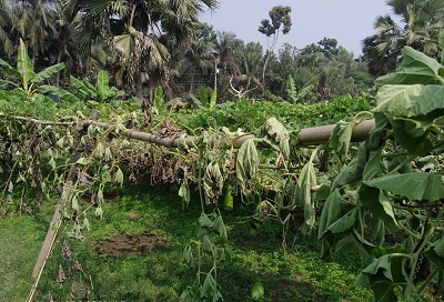 লাউ গাছের সাথে শত্রুতা, লাউ চাষীর মাথায় হাত